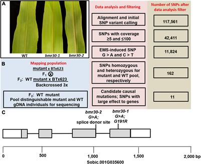 The Sorghum (Sorghum bicolor) Brown Midrib 30 Gene Encodes a Chalcone Isomerase Required for Cell Wall Lignification